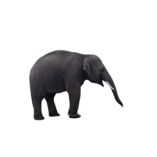 animal, creature, hat, staff transparent PNG cut-out