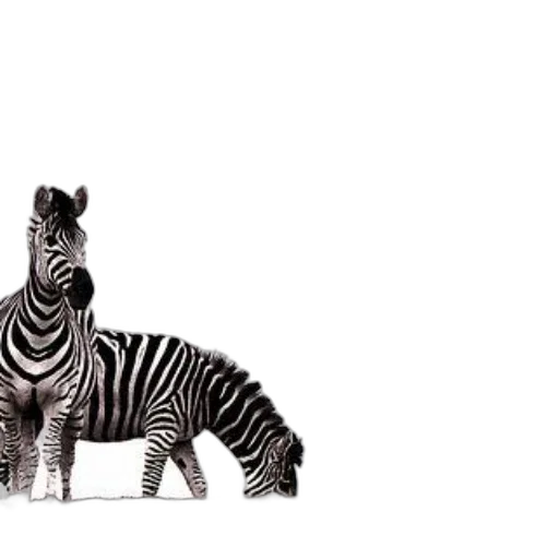 animal, creature, furniture, shoes transparent PNG cut-out