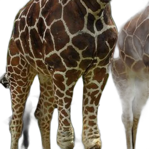 animal, creature, 3d render, photorealistic transparent PNG cut-out