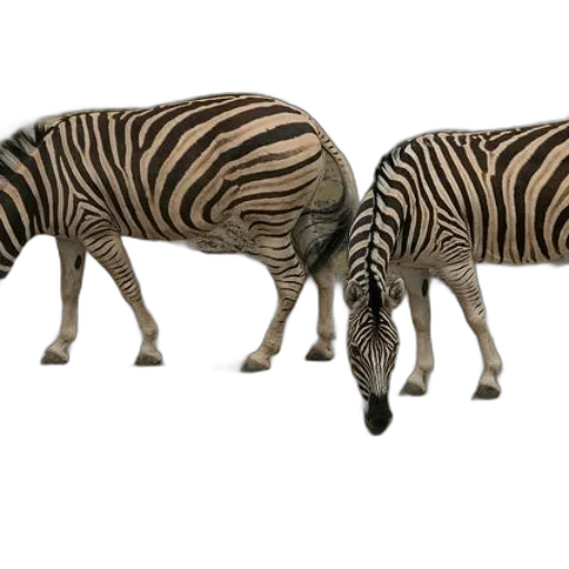 animal, creature, shoes, 3d render transparent PNG cut-out