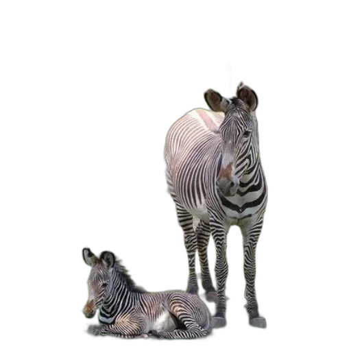 animal, creature, 3d render, photorealistic transparent PNG cut-out