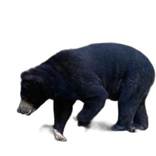 animal, creature, staff, food transparent PNG cut-out