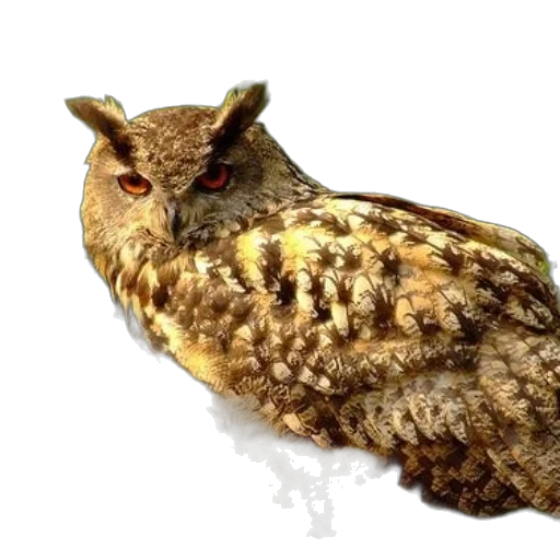 animal, staff, creature, face transparent PNG cut-out