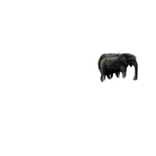 animal, creature, hair, furniture transparent PNG cut-out