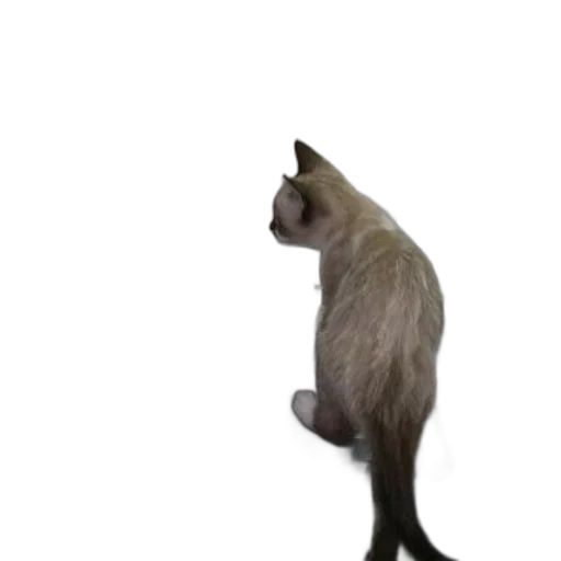 animal, staff, creature, hat transparent PNG cut-out