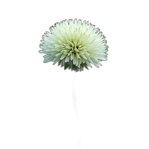 flower, staff, crown, umbrella transparent PNG cut-out