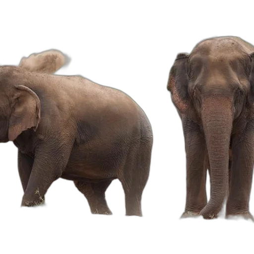 animal, creature, 3d render, concept art transparent PNG cut-out