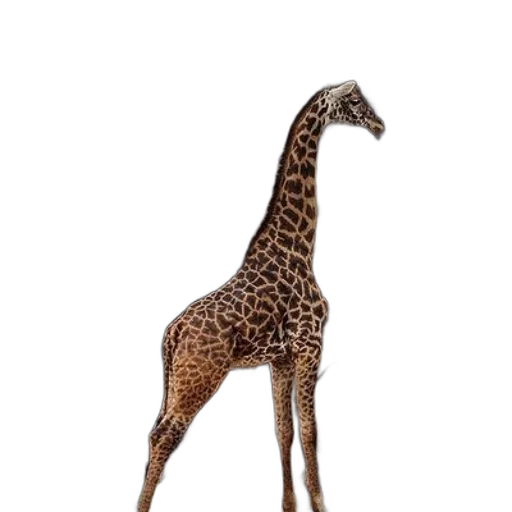 animal, creature, staff, jewelry transparent PNG cut-out