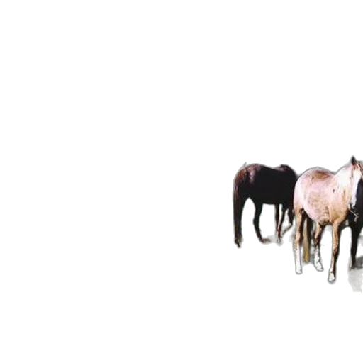 animal, furniture, hair, jewelry transparent PNG cut-out