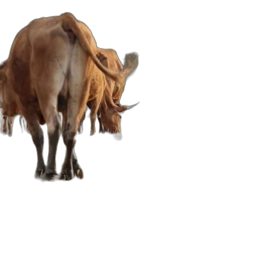 animal, creature, food, weapon transparent PNG cut-out