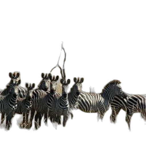 animal, staff, jewelry, hair transparent PNG cut-out