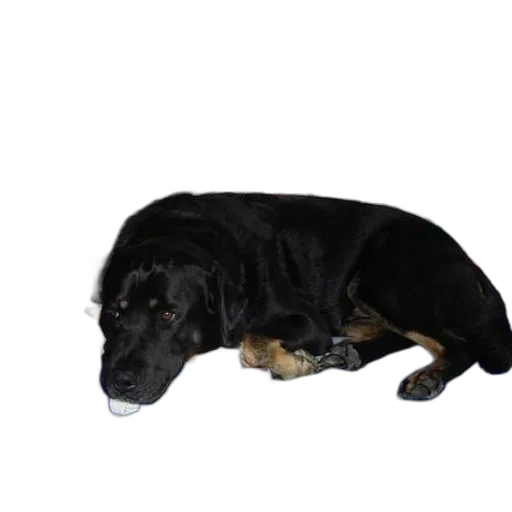 animal, staff, creature, face transparent PNG cut-out