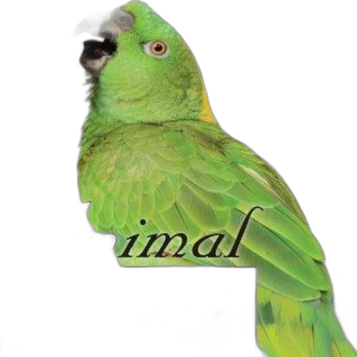 animal, jewelry, staff, hat transparent PNG cut-out