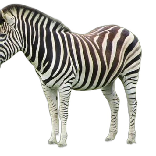 animal, creature, jewelry, staff transparent PNG cut-out
