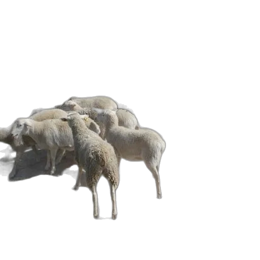 animal, creature, furniture, car transparent PNG cut-out