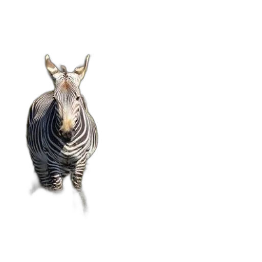 animal, creature, hair, jewelry transparent PNG cut-out