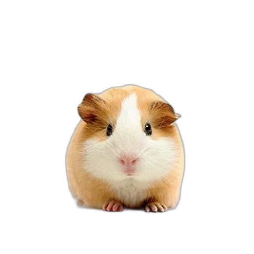 animal, food, face, hat transparent PNG cut-out