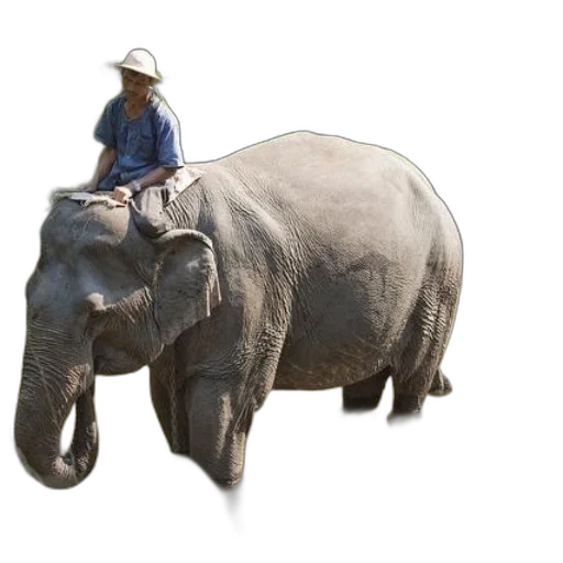 animal, hat, creature, umbrella transparent PNG cut-out