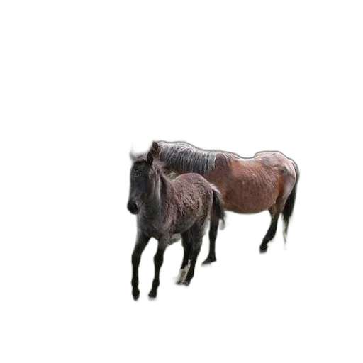 animal, creature, hair, furniture transparent PNG cut-out