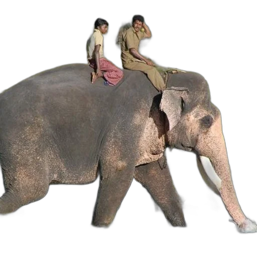animal, creature, staff, concept art transparent PNG cut-out