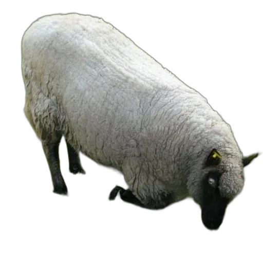 animal, creature, face, mask transparent PNG cut-out
