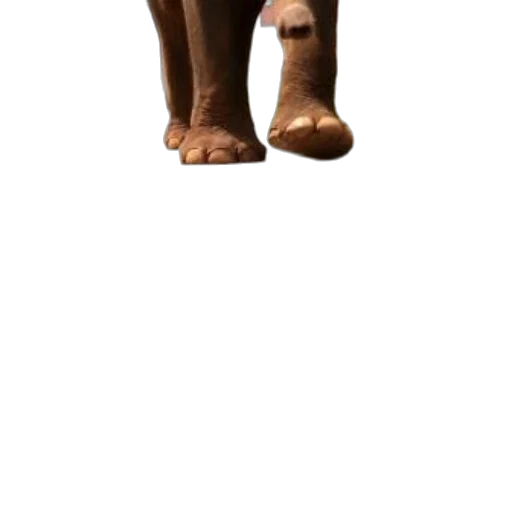 shoes, animal, creature, staff transparent PNG cut-out