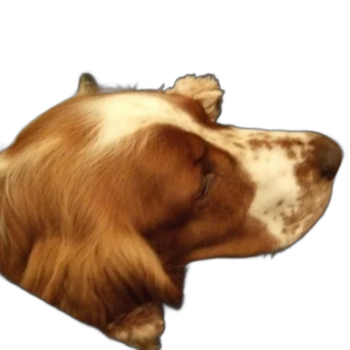 face, animal, hat, staff transparent PNG cut-out