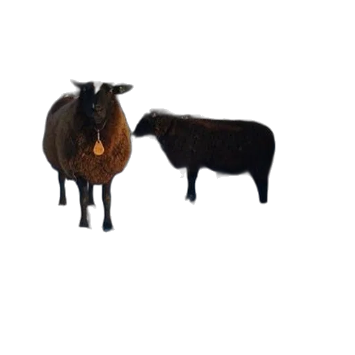 animal, hair, creature, furniture transparent PNG cut-out
