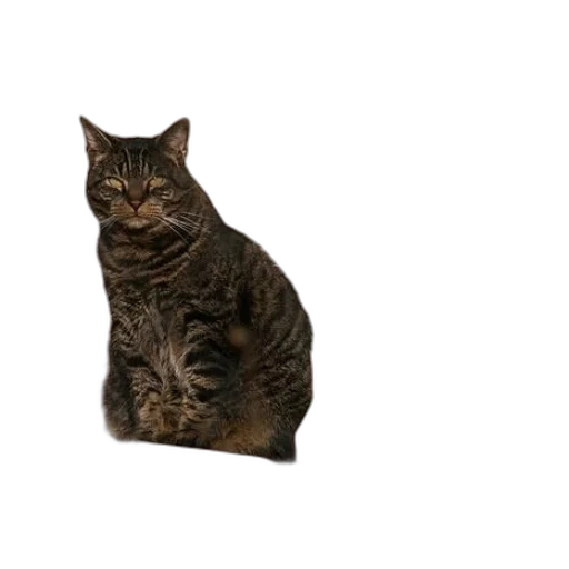 animal, creature, staff, face transparent PNG cut-out