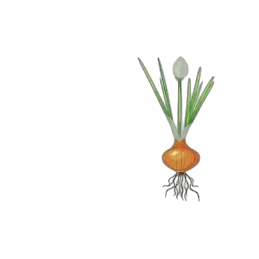 food, crown, flower, hair transparent PNG cut-out