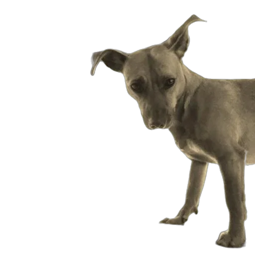 animal, staff, creature, photorealistic transparent PNG cut-out