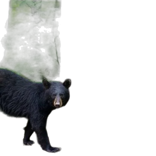 animal, creature, concept art, 3d render transparent PNG cut-out