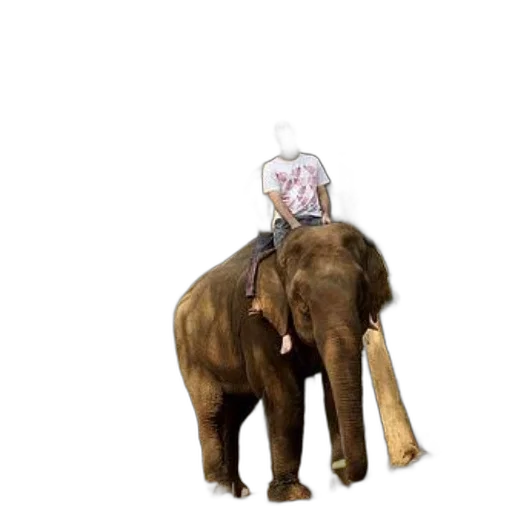 animal, hat, creature, staff transparent PNG cut-out