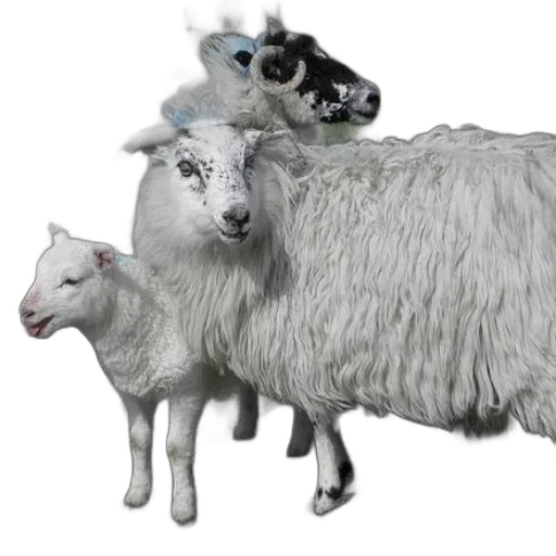 animal, 3d render, photorealistic, concept art transparent PNG cut-out