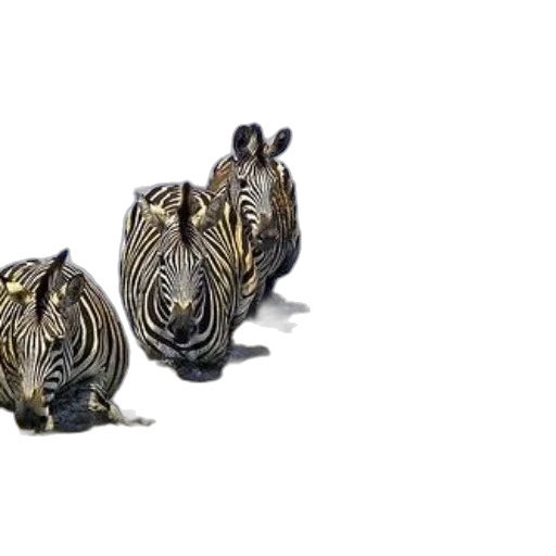 jewelry, animal, crown, shoes transparent PNG cut-out