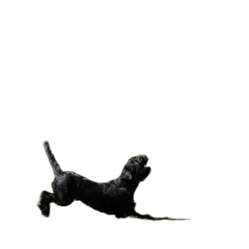 staff, animal, creature, dragon transparent PNG cut-out