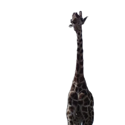 animal, creature, staff, umbrella transparent PNG cut-out