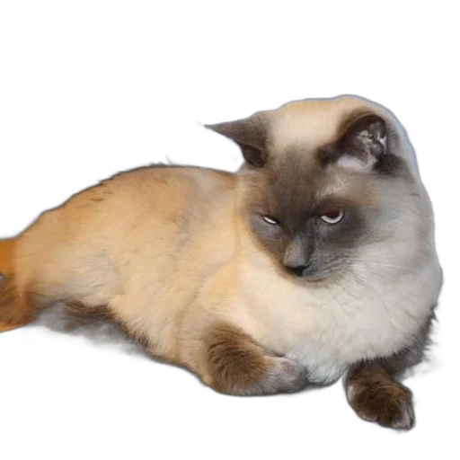 animal, creature, staff, hair transparent PNG cut-out