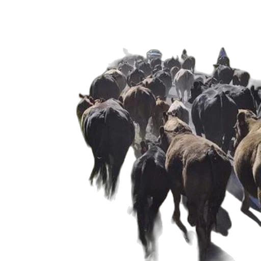 animal, hair, concept art, herd transparent PNG cut-out