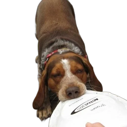 staff, animal, hat, dog transparent PNG cut-out