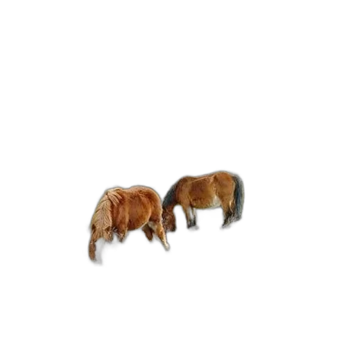 animal, hair, furniture, creature transparent PNG cut-out