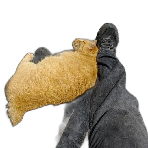jacket, animal, hat, staff transparent PNG cut-out