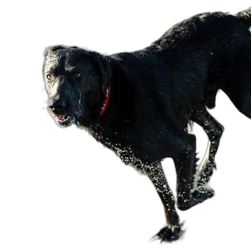 animal, creature, dragon, staff transparent PNG cut-out