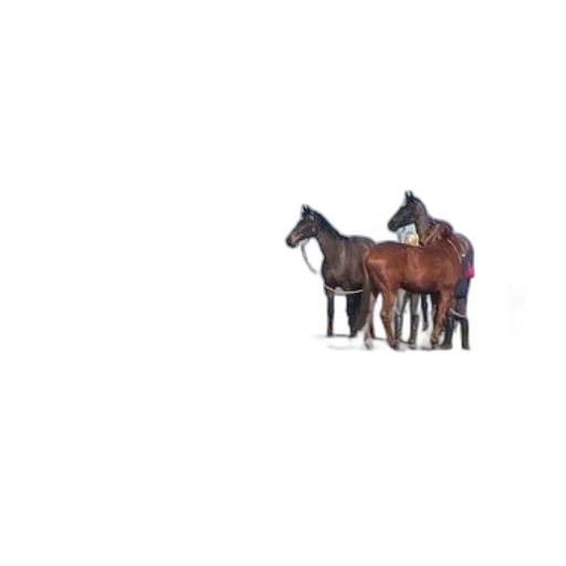 animal, furniture, car, creature transparent PNG cut-out