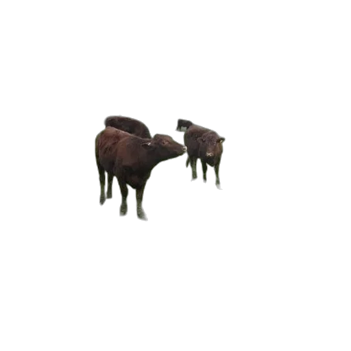 animal, creature, furniture, food transparent PNG cut-out
