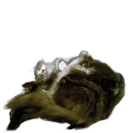 animal, creature, staff, hair transparent PNG cut-out
