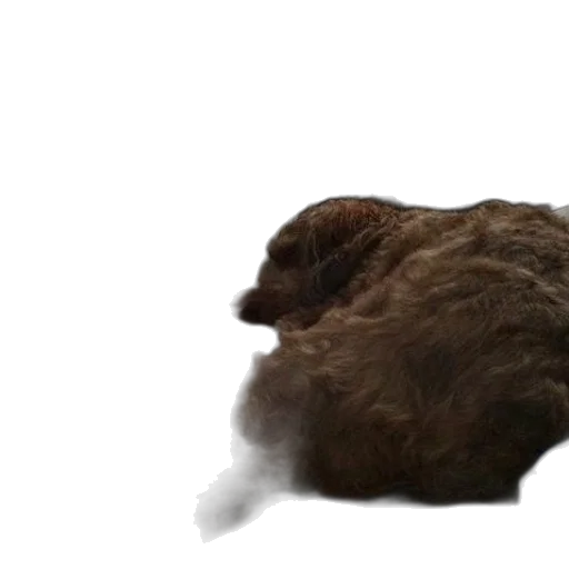 animal, hair, creature, hat transparent PNG cut-out