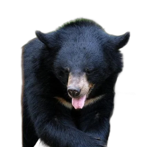animal, creature, staff, face transparent PNG cut-out