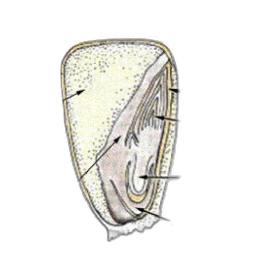 jewelry, crown, mask, face transparent PNG cut-out