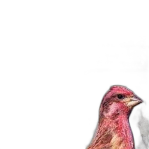 animal, dress, creature, food transparent PNG cut-out
